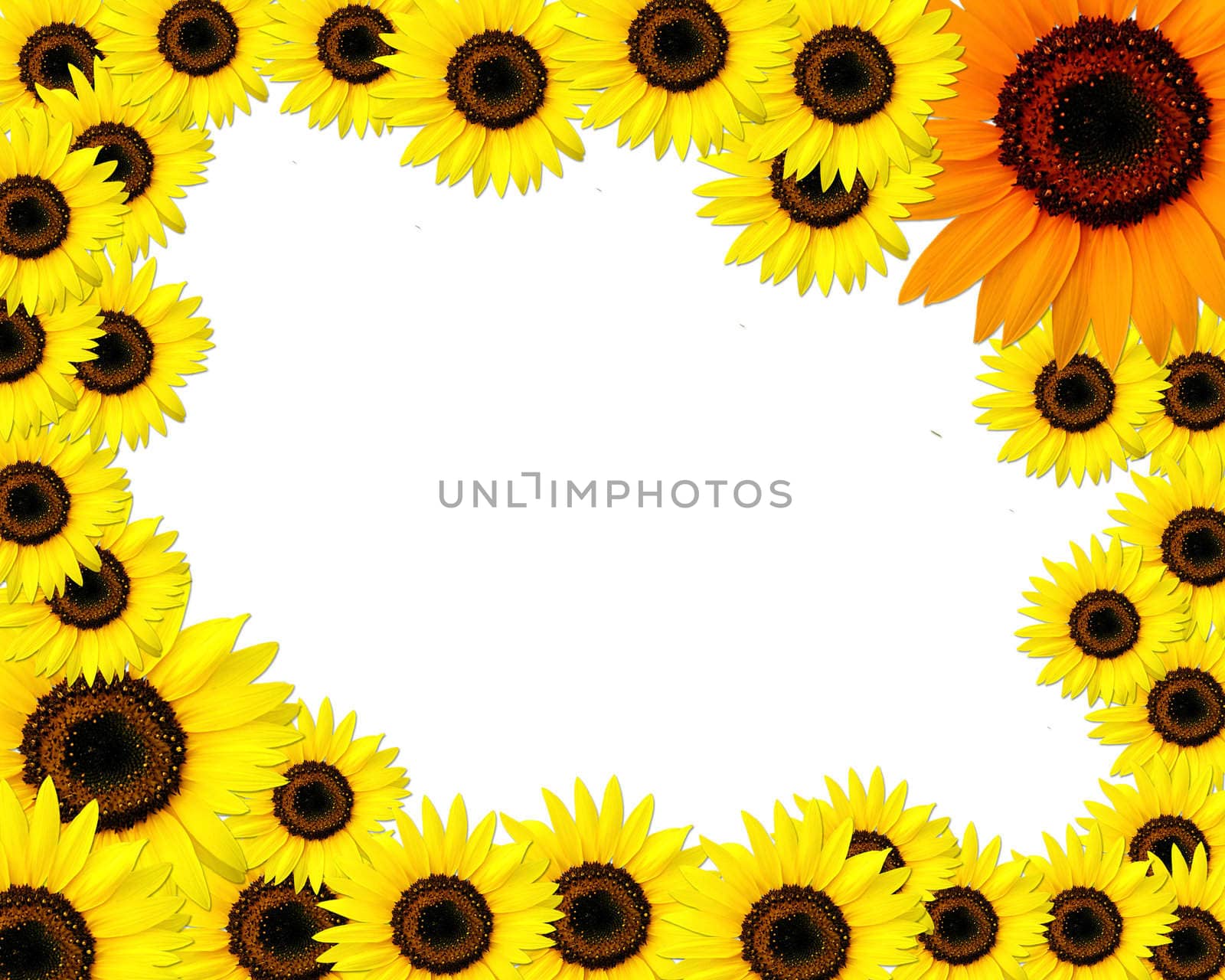 Sunflowers frame with place for you text by rufous