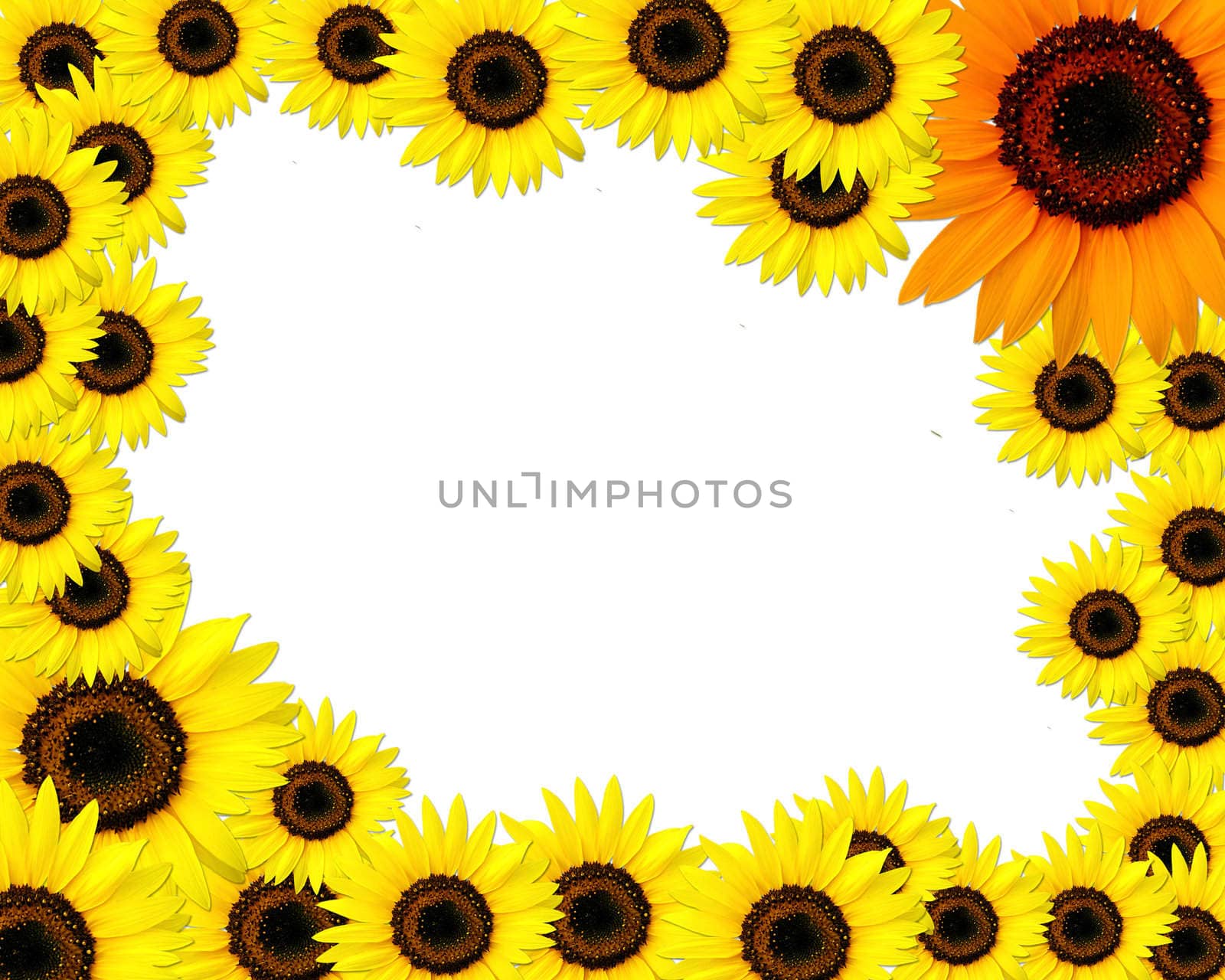 Sunflowers frame with place for you text