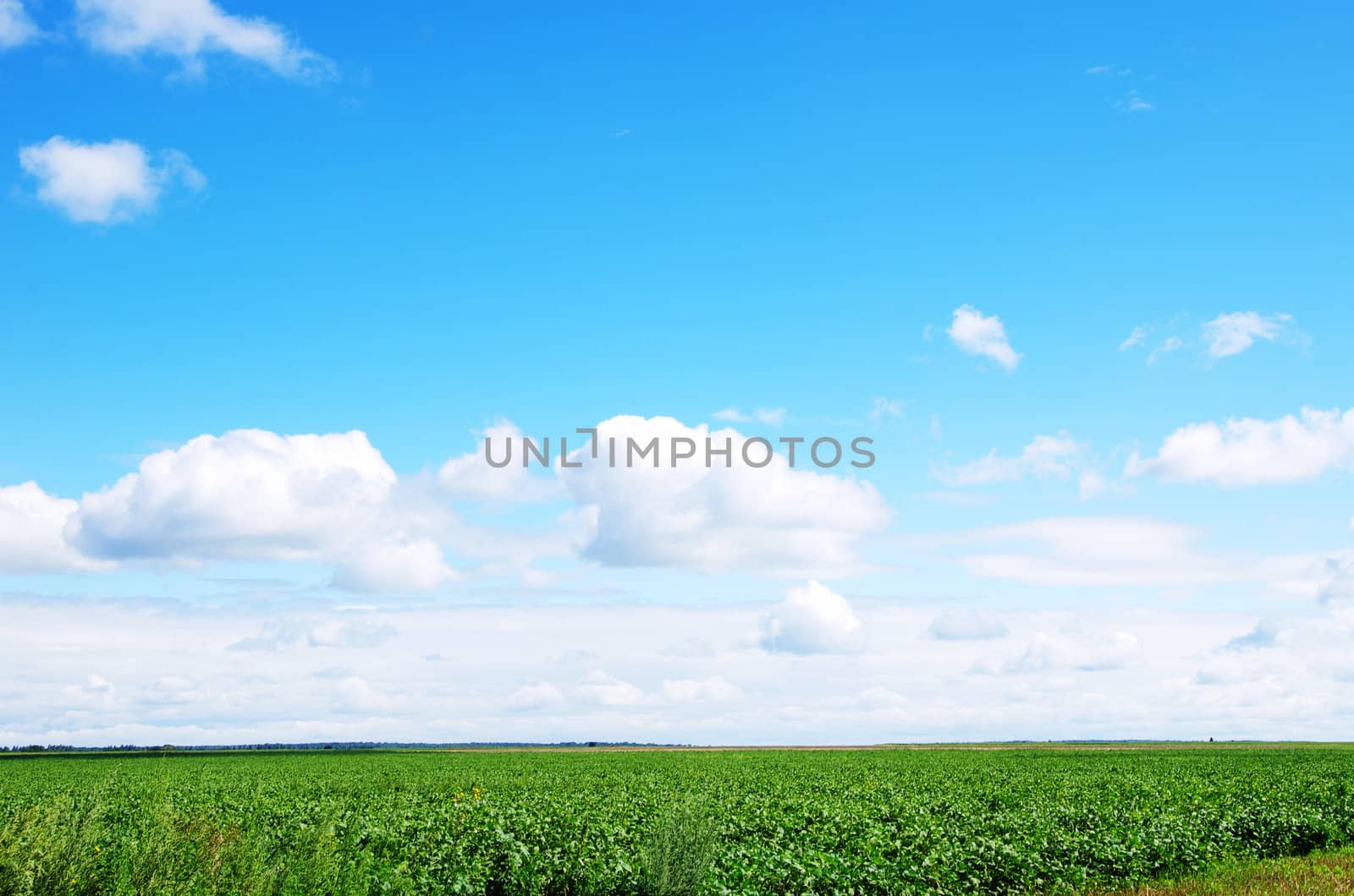 field on a background of the blue sky