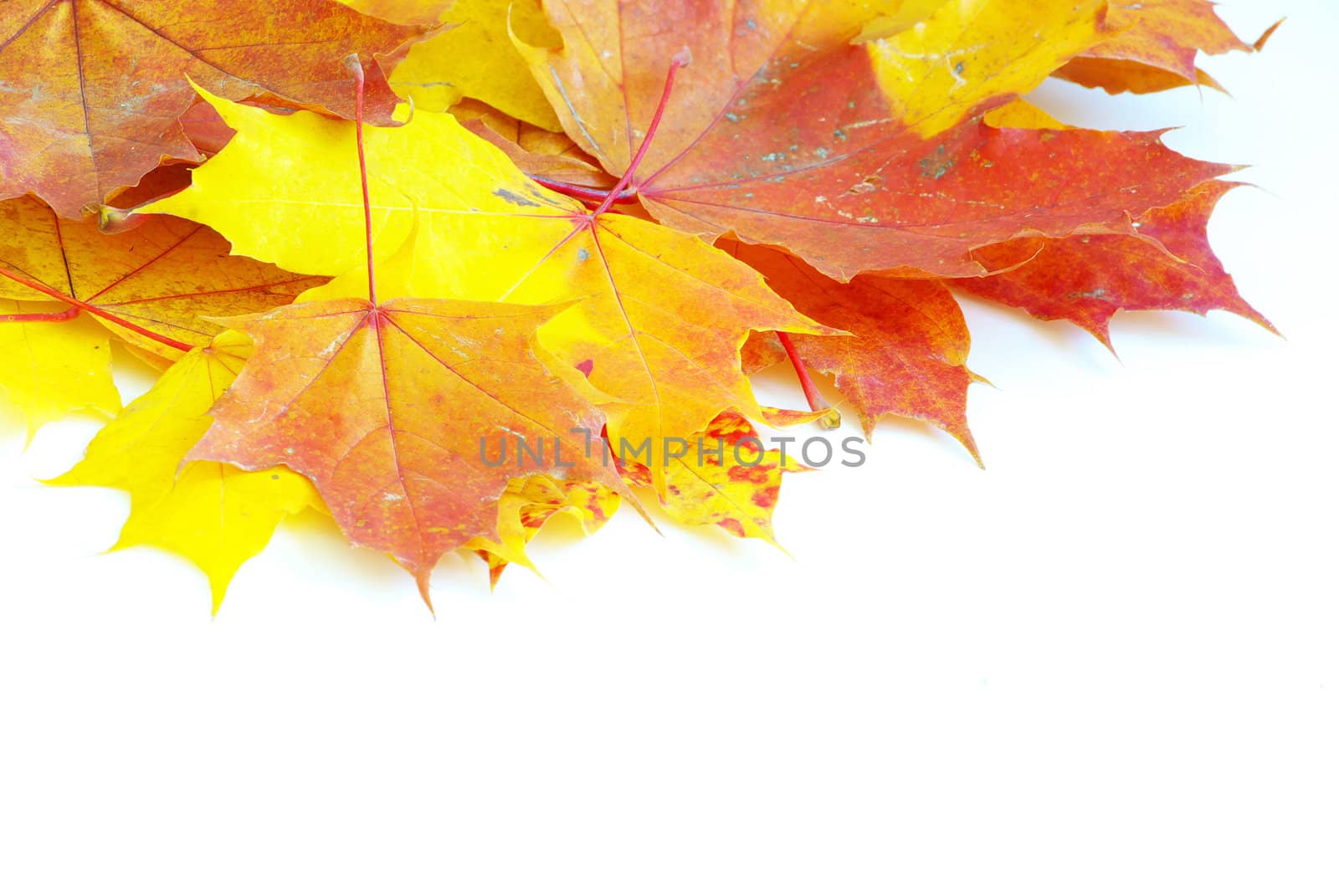 autumn maple leafs isolated on a white 