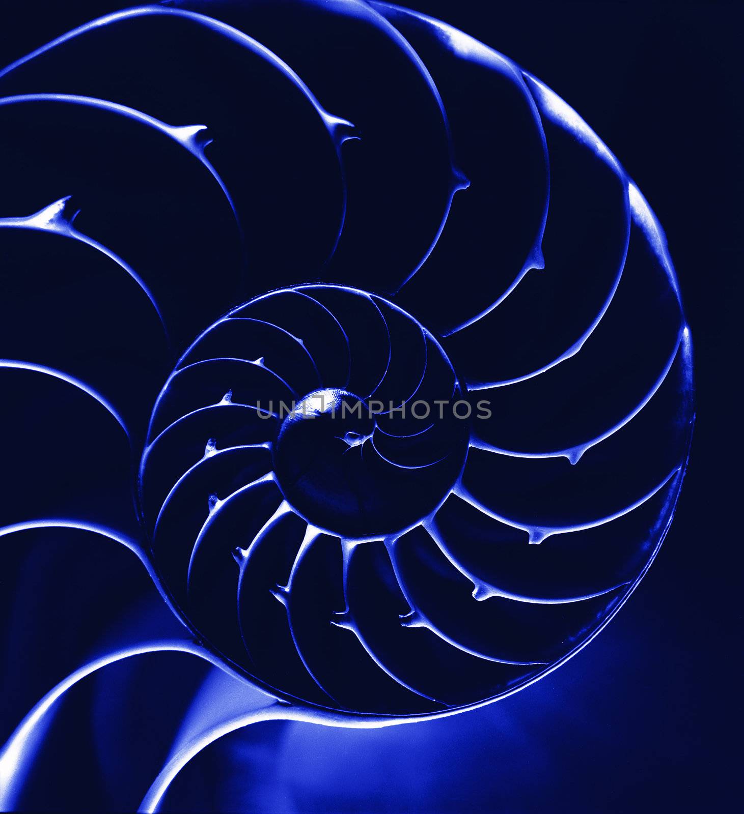 Close up of blue nautilus shell interior