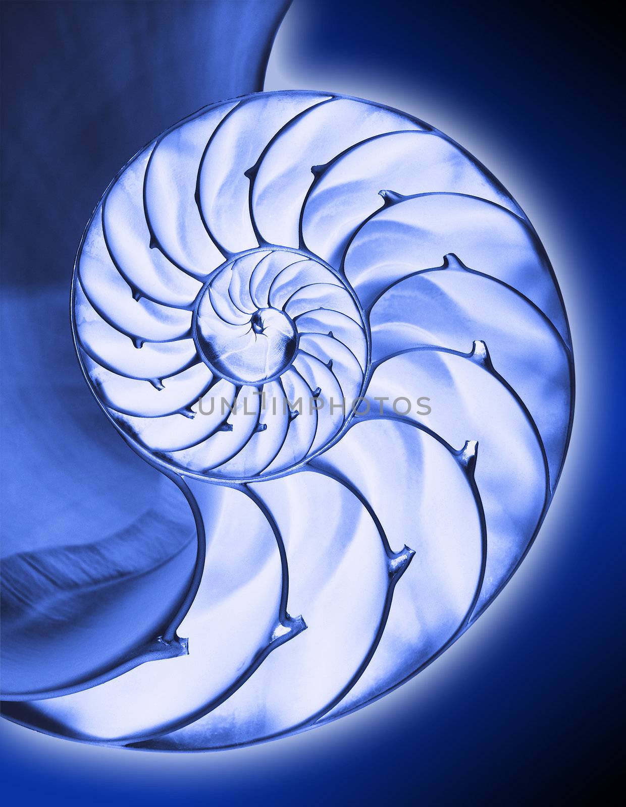 Close up of Nautilus shell interior in blue