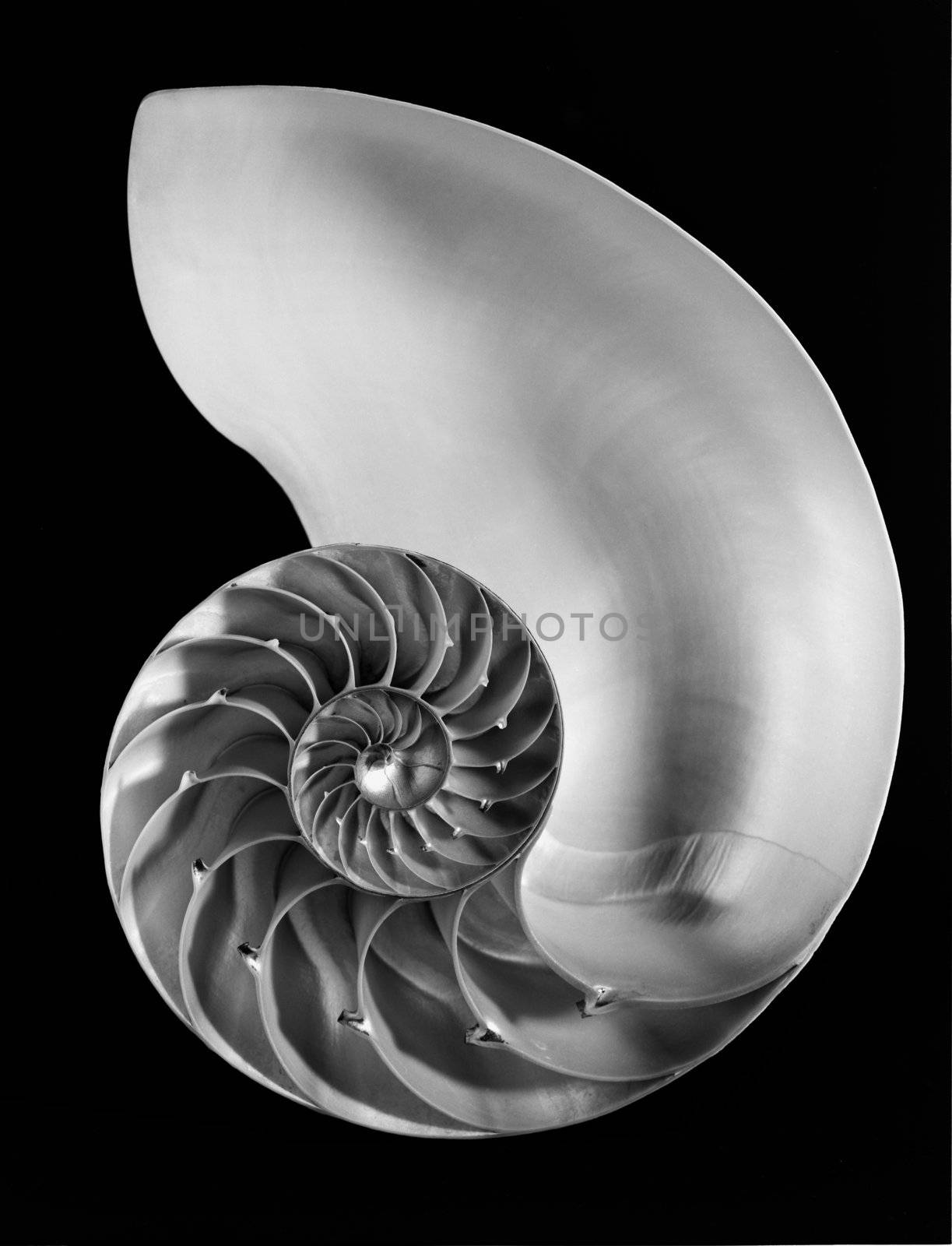 Nautilus shell in black and white ,cut in half to show interior