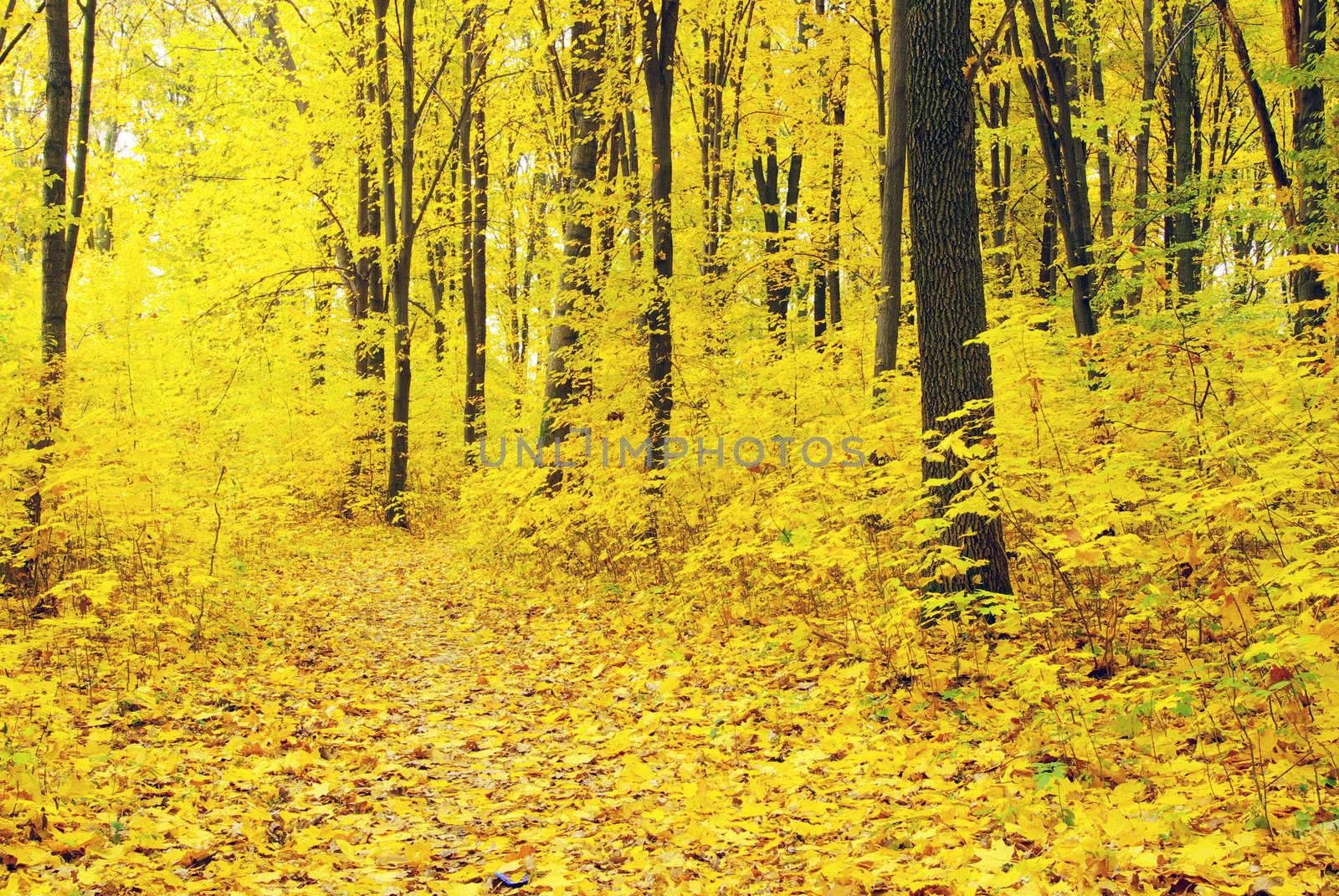 autumn forest   by Pakhnyushchyy