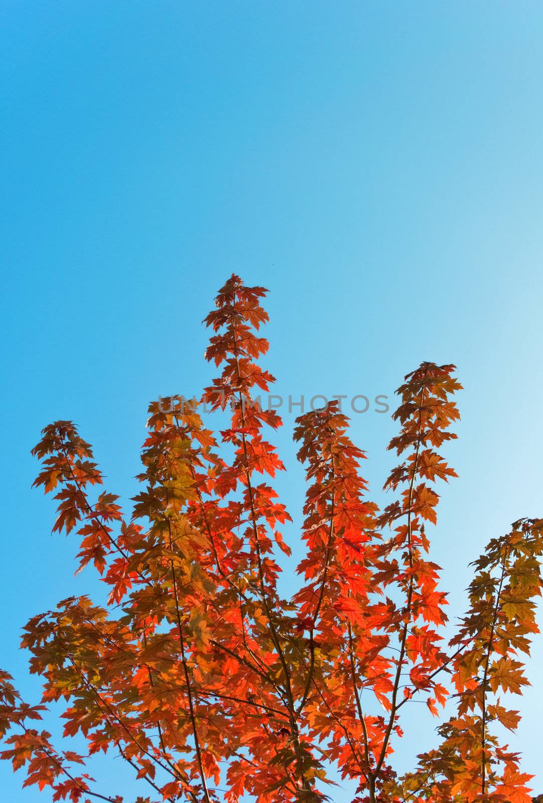 Maple tree  with red leaves against blue sky. Copy space