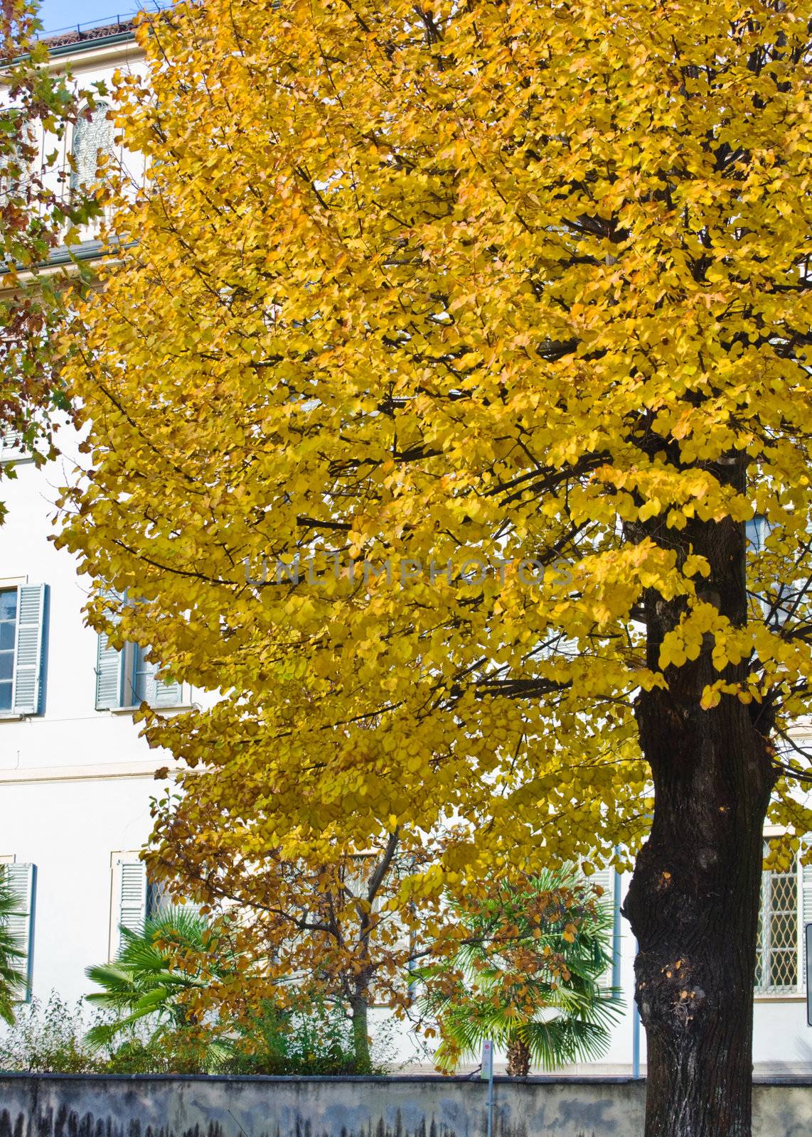 Fall tree with yellow leaves in city street