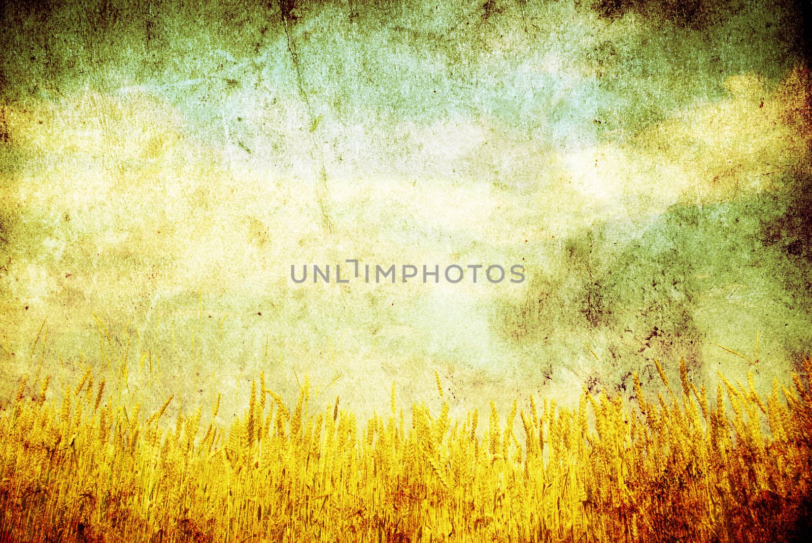 Wheat ears against the blue  sky