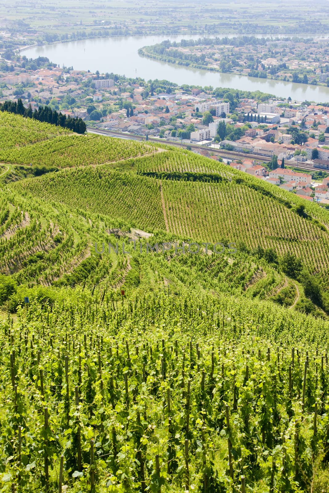 grand cru vineyard, L�Hermitage, Rhone-Alpes, France by phbcz