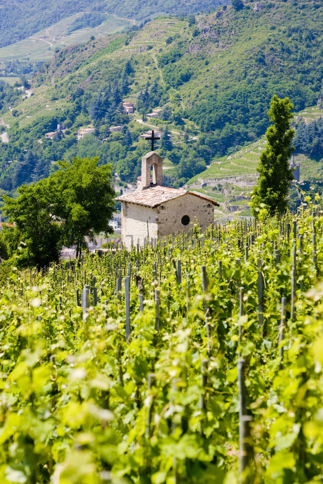 grand cru vineyard and Chapel of St. Christopher, L�Hermitage, R by phbcz