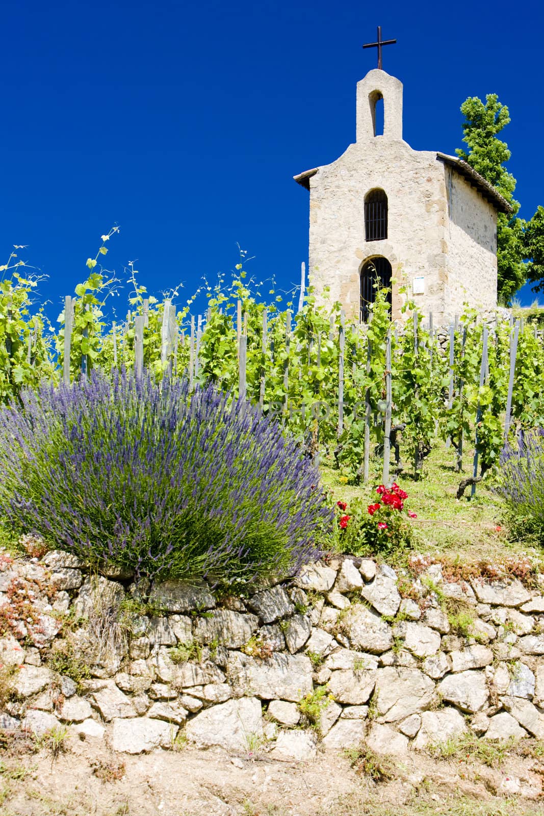 grand cru vineyard and Chapel of St. Christopher, L�Hermitage, Rhone-Alpes, France