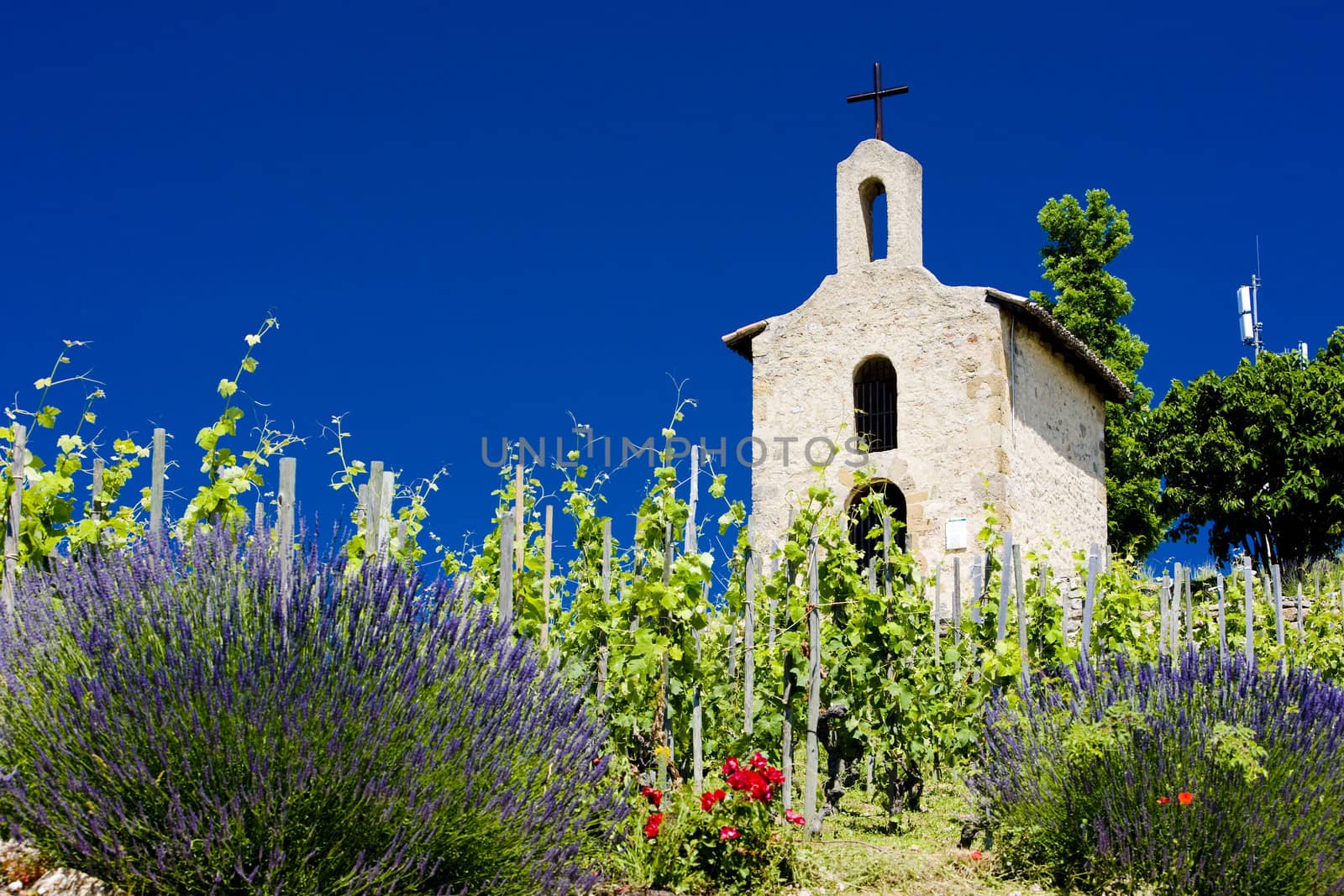 grand cru vineyard and Chapel of St. Christopher, L�Hermitage, Rh�ne-Alpes, France