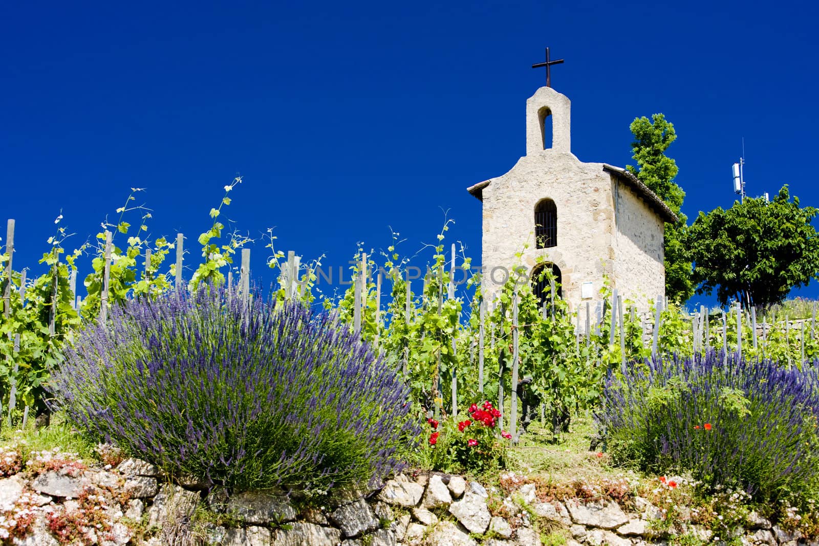 grand cru vineyard and Chapel of St. Christopher, L�Hermitage, Rhone-Alpes, France