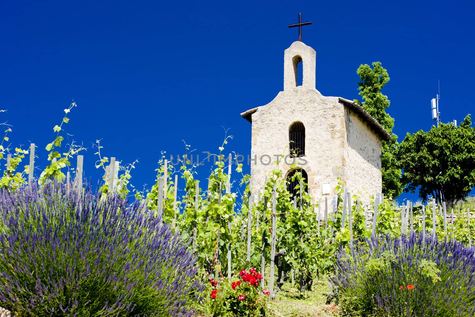grand cru vineyard and Chapel of St. Christopher, L�Hermitage, Rhone-Alpes, France