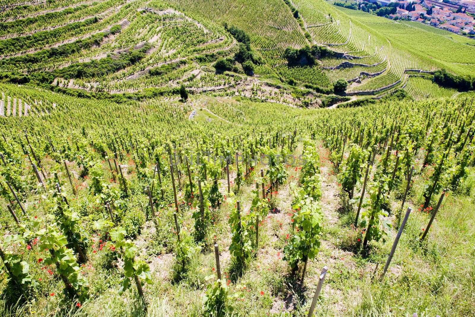 grand cru vineyard, L�Hermitage, Rhone-Alpes, France