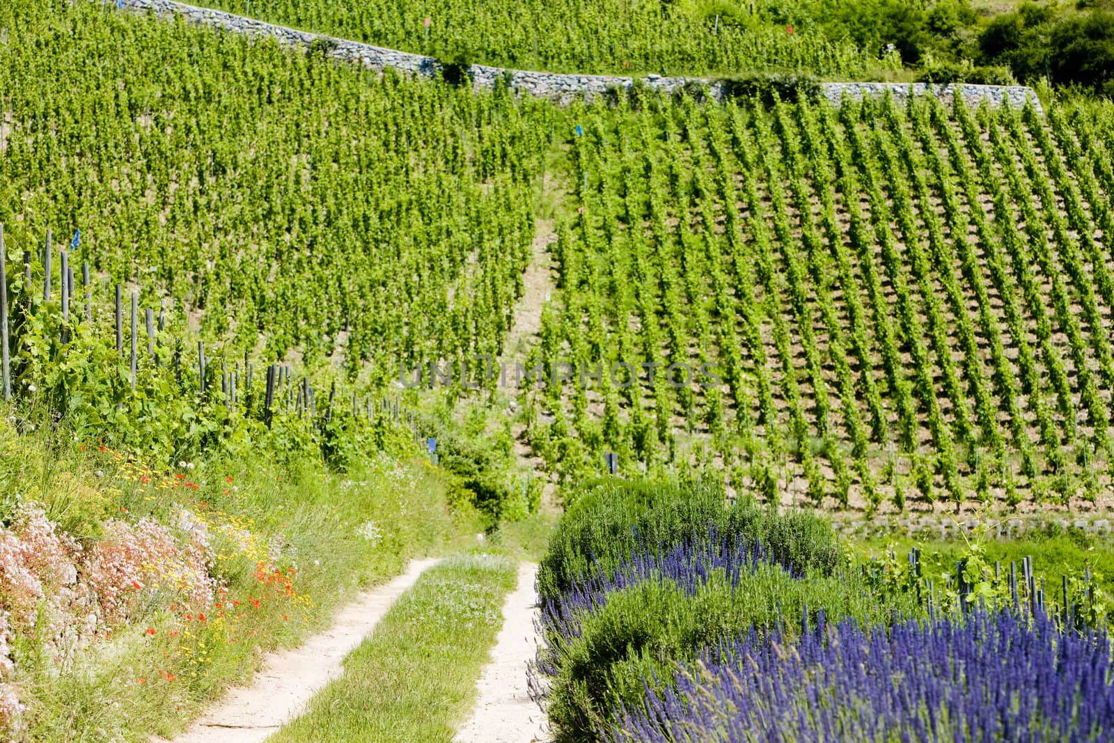 grand cru vineyard, L�Hermitage, Rhone-Alpes, France