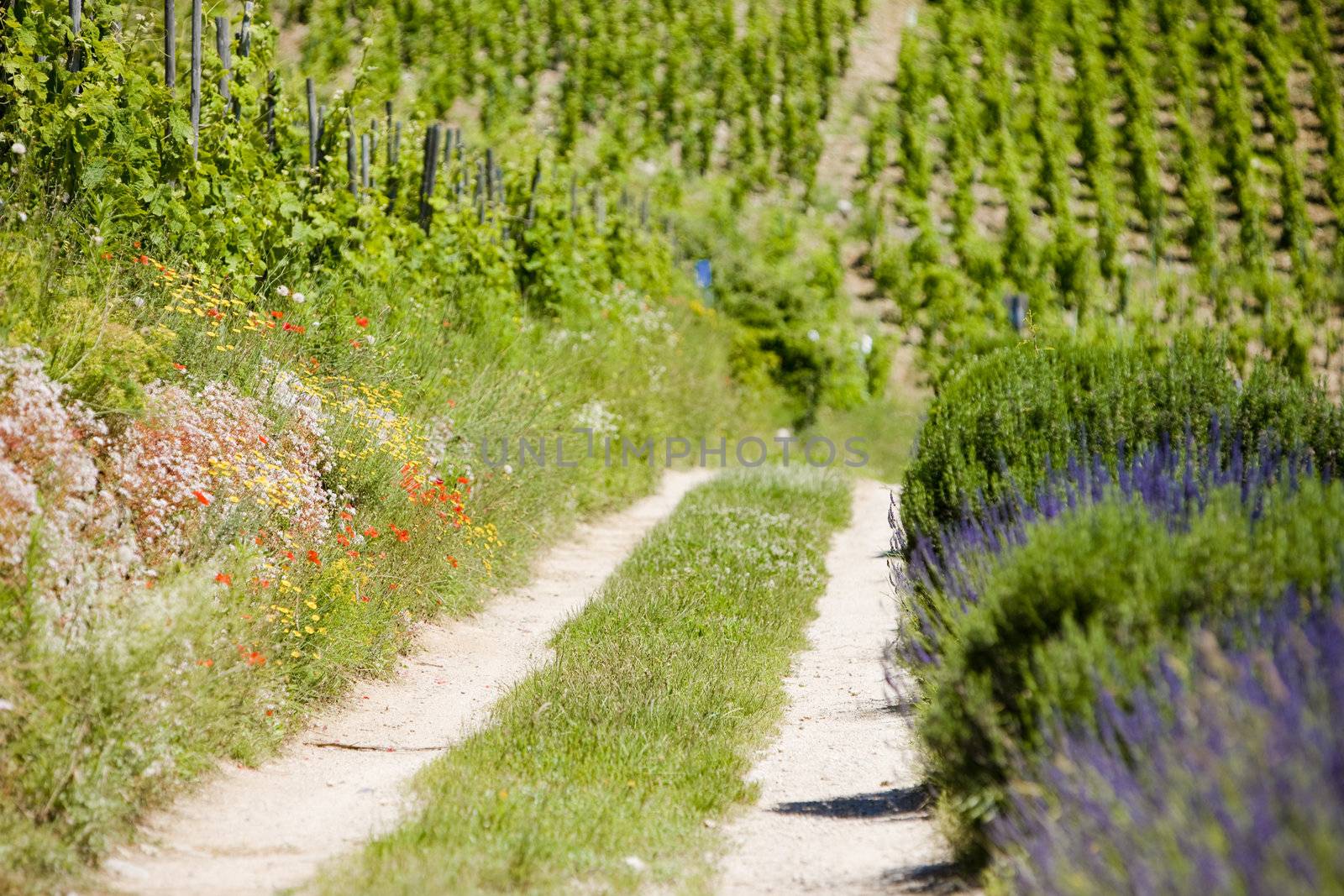 grand cru vineyard, L�Hermitage, Rhone-Alpes, France