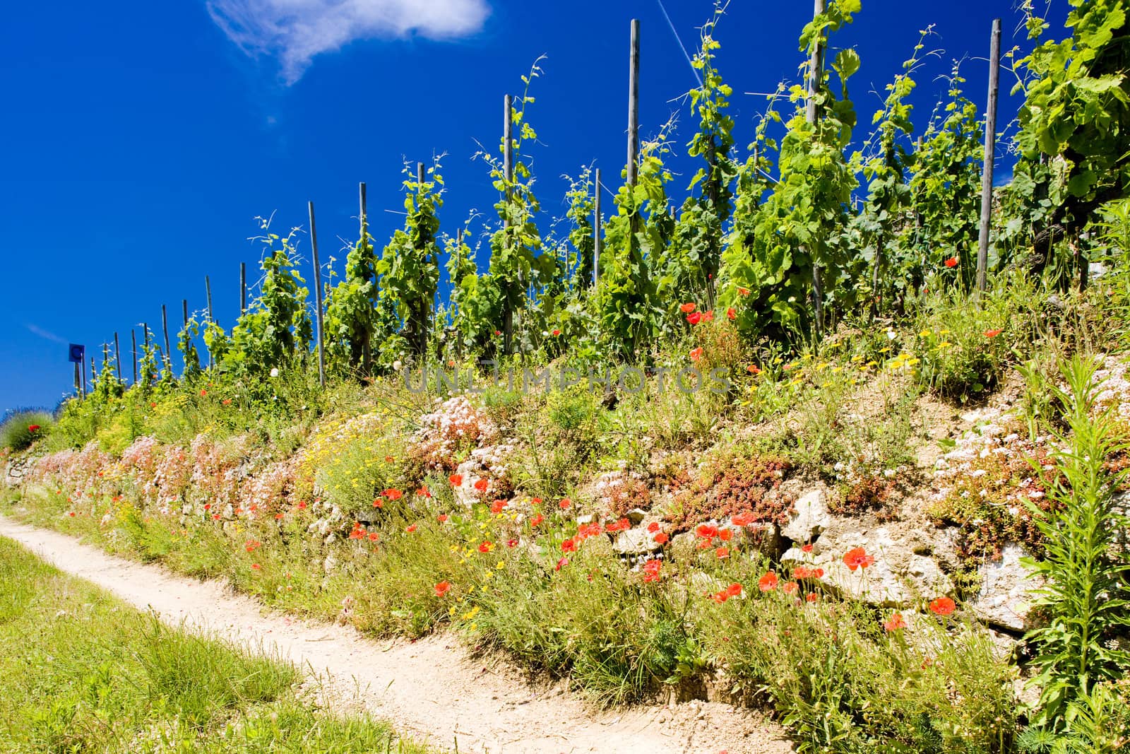 grand cru vineyard, L�Hermitage, Rhone-Alpes, France