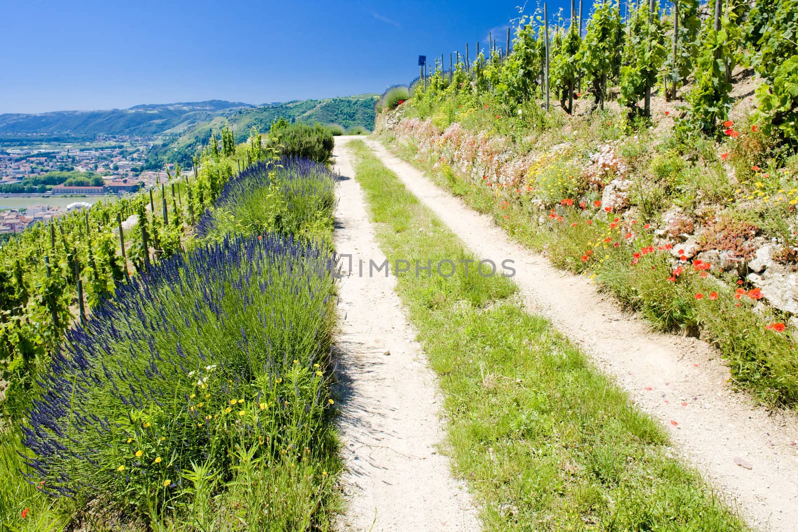 grand cru vineyard, L�Hermitage, Rhone-Alpes, France
