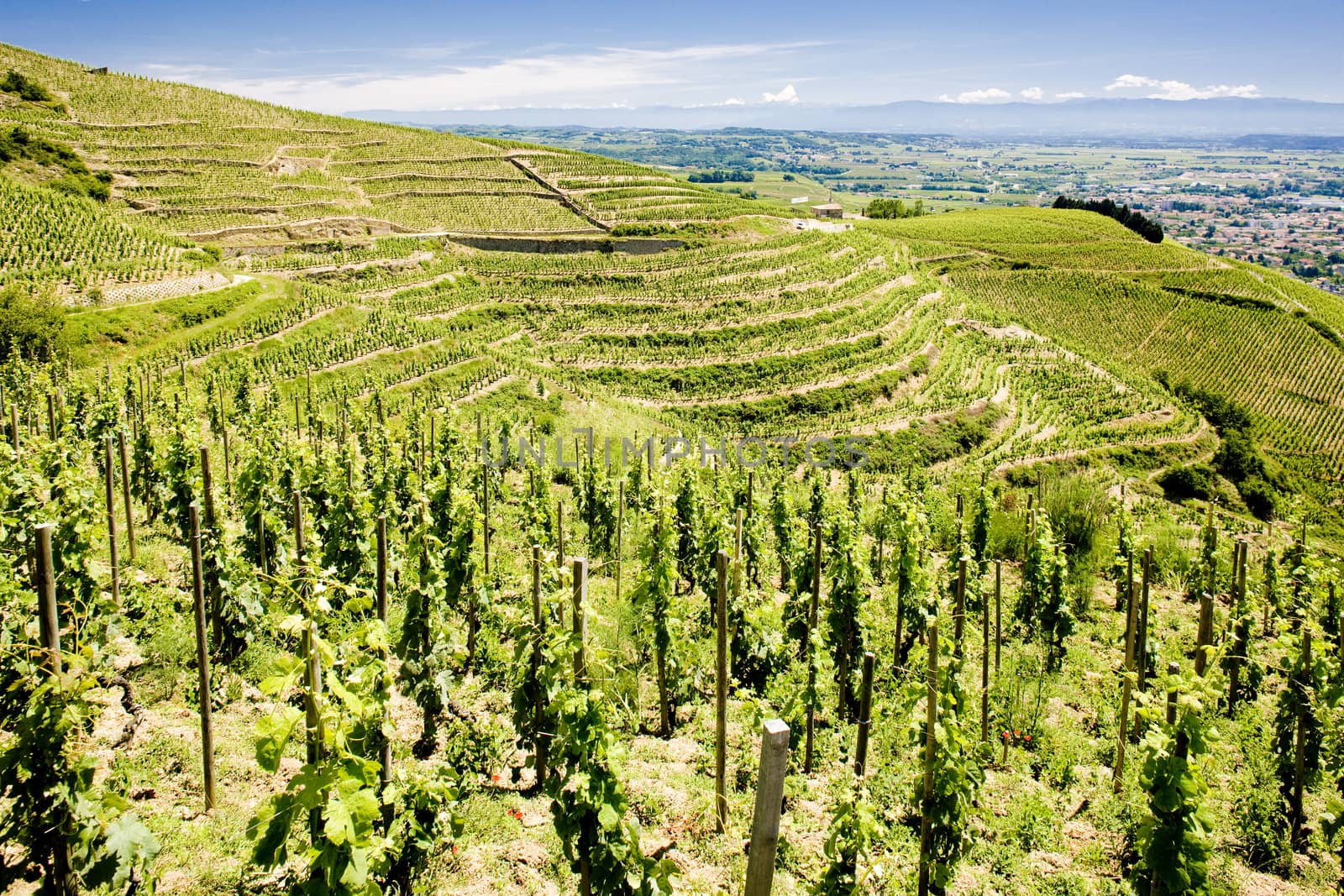 grand cru vineyard, L�Hermitage, Rhone-Alpes, France