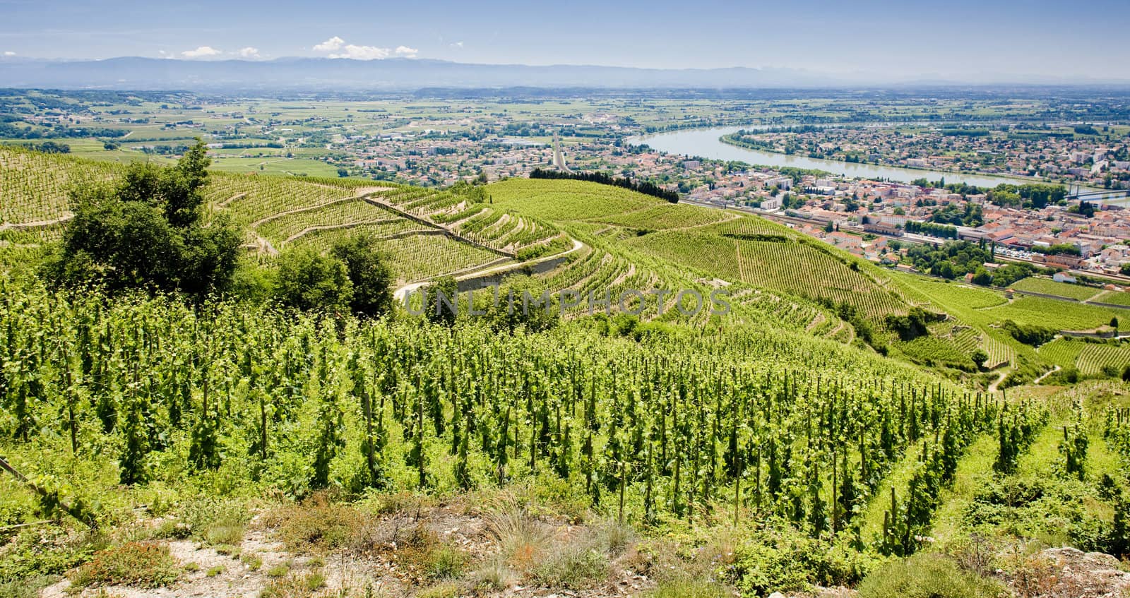 grand cru vineyard, Tain-L�Hermitage, Rhone-Alpes, France