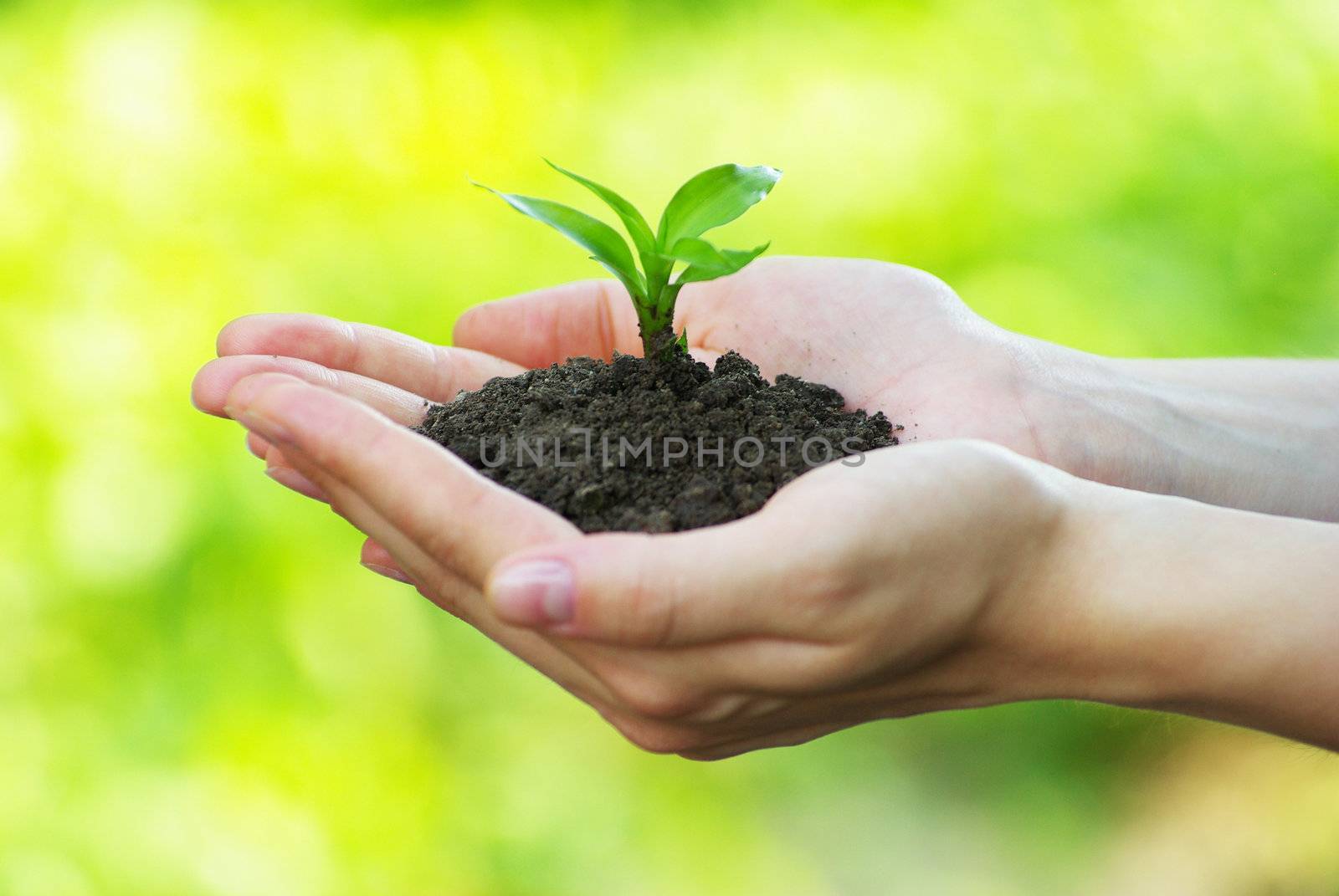 plant in the hand on green background