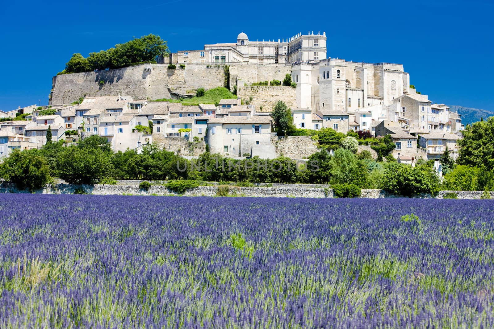 Grignan with lavender field, D�partement Drome, Rhone-Alpes, France