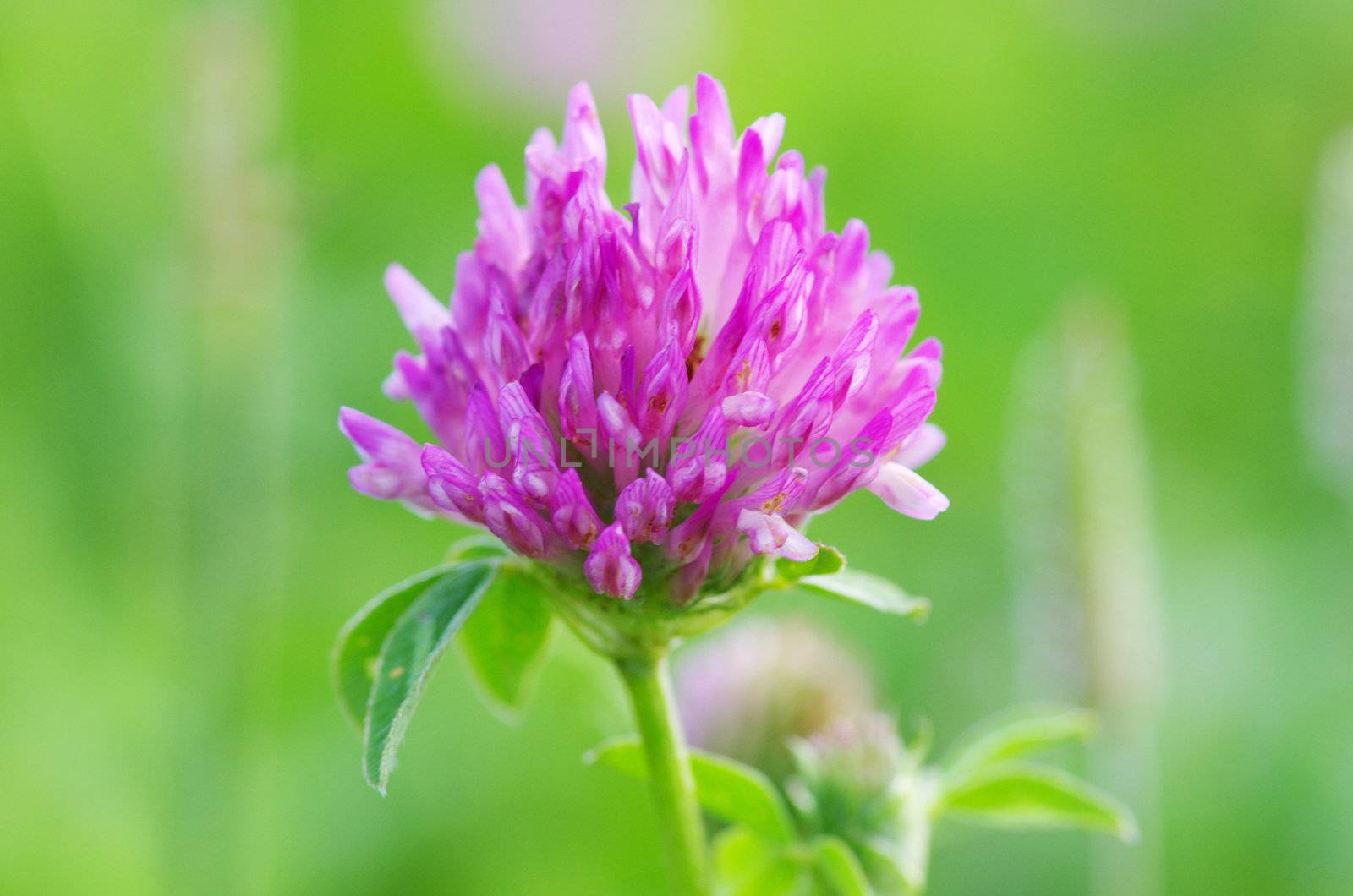 red flower clovers on green background