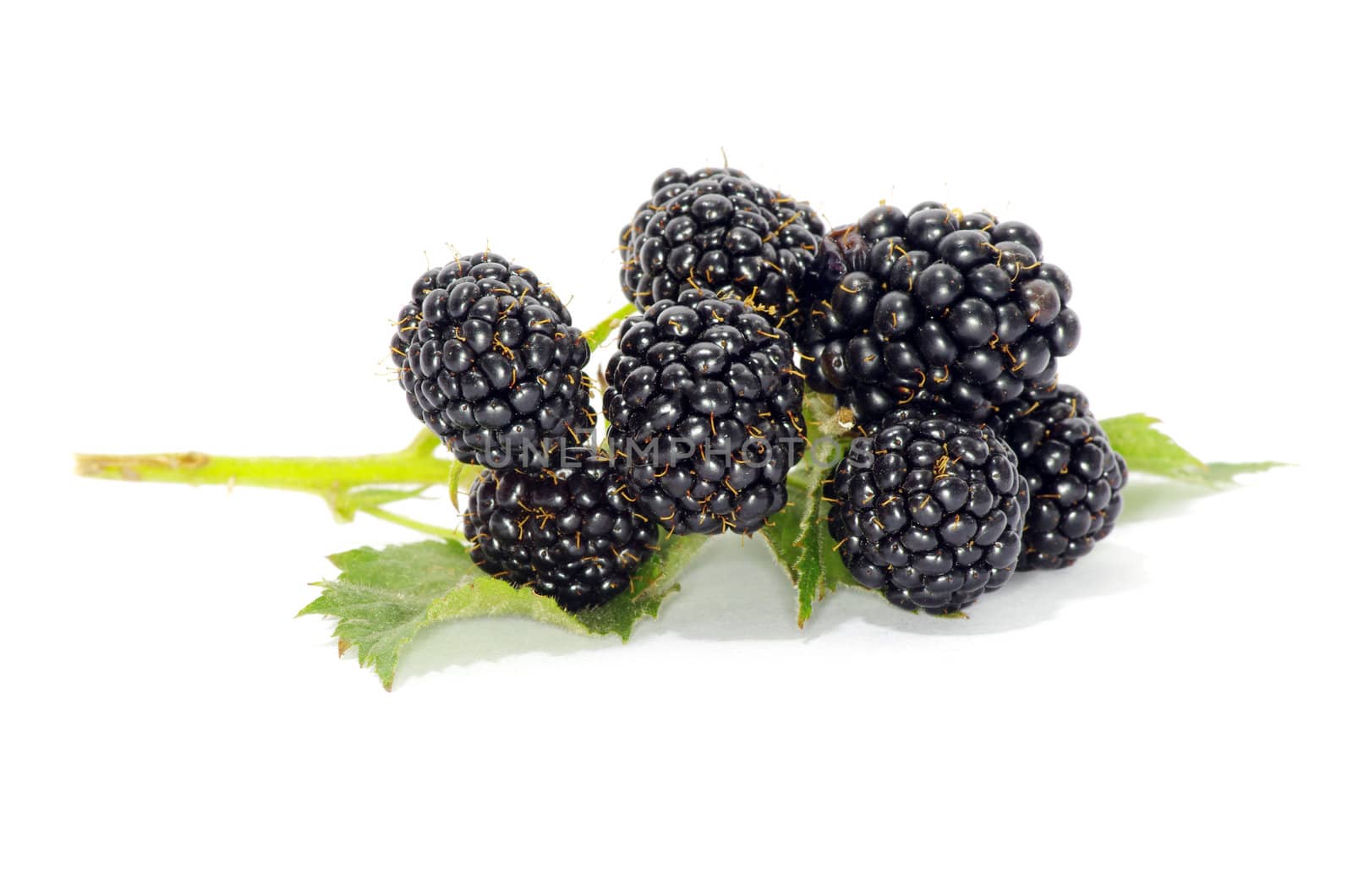 blackberry isolated on white background