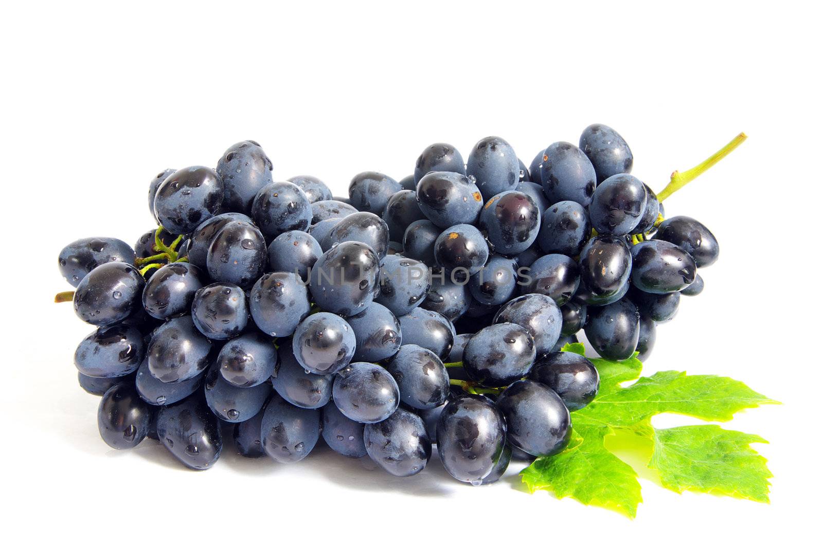 The branch of grapes with water drops