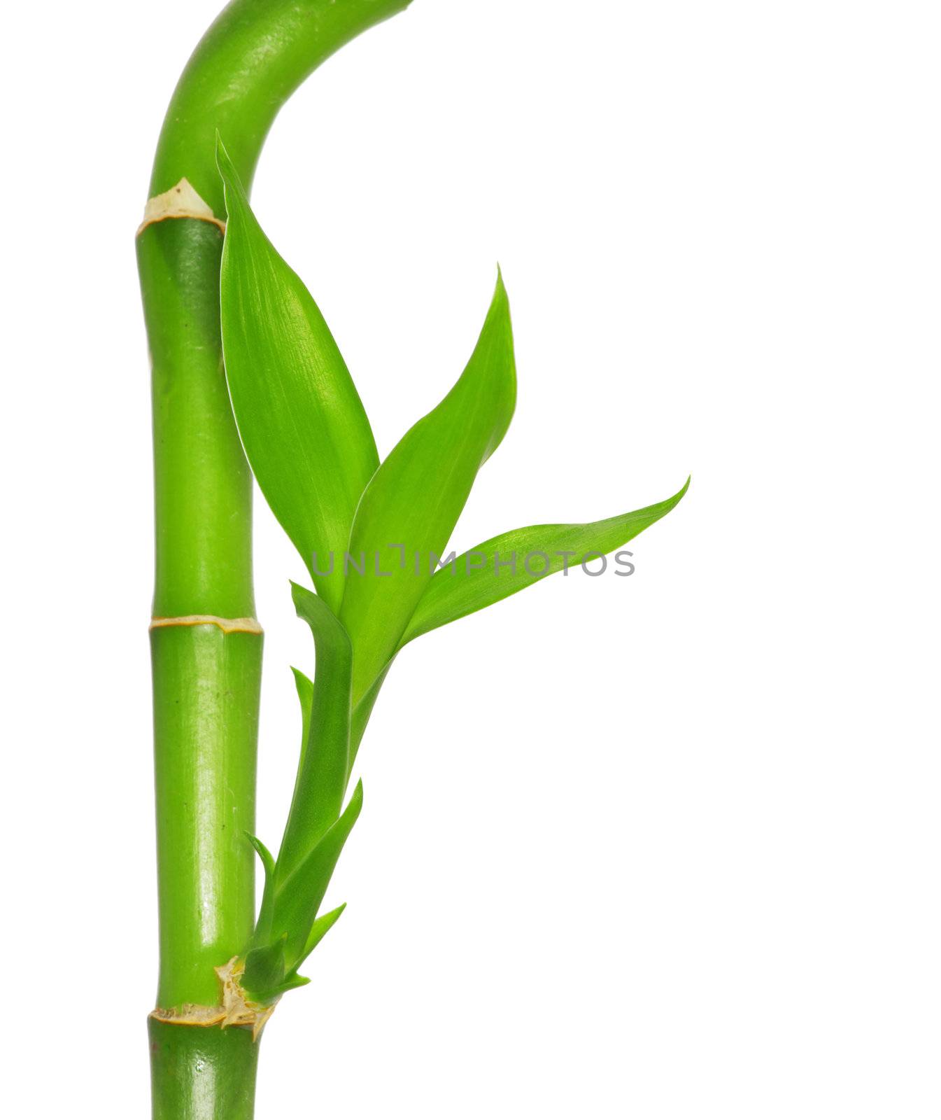 green bamboo  isolated on a white background