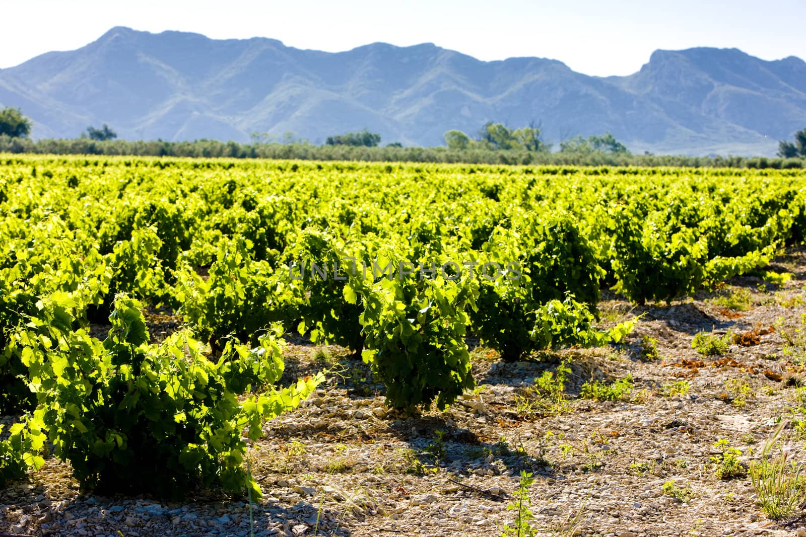 vineyard, Provence, France