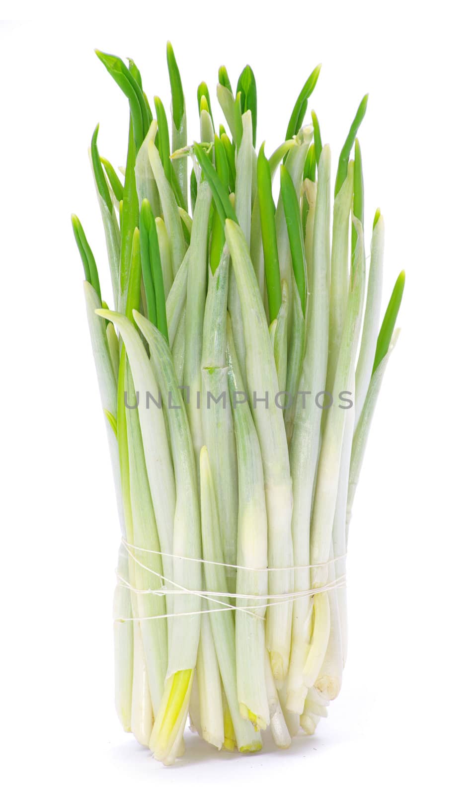 ramson bunch vegetable isolated on white background