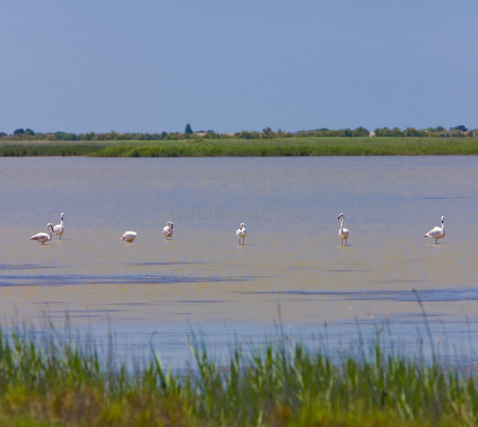 flamingos, Parc Regional de Camargue, Provence, France