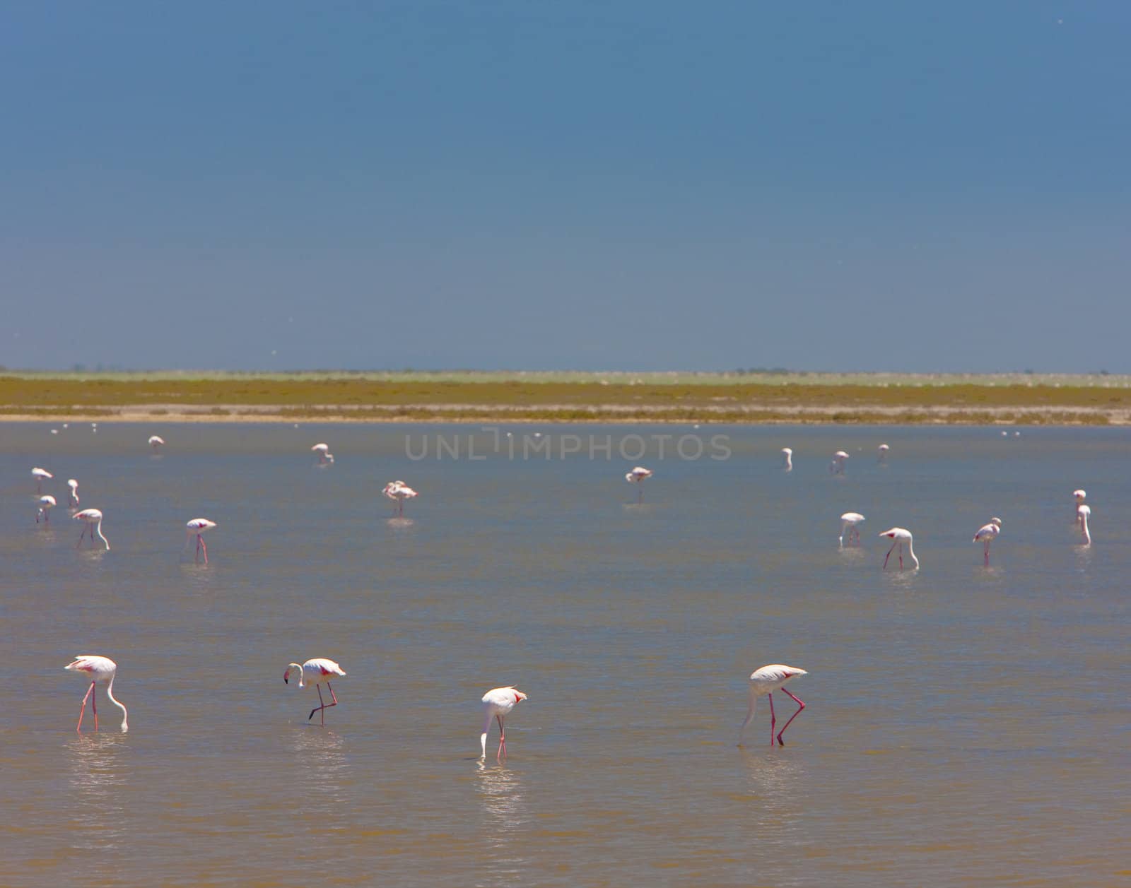 flamingos, Parc Regional de Camargue, Provence, France