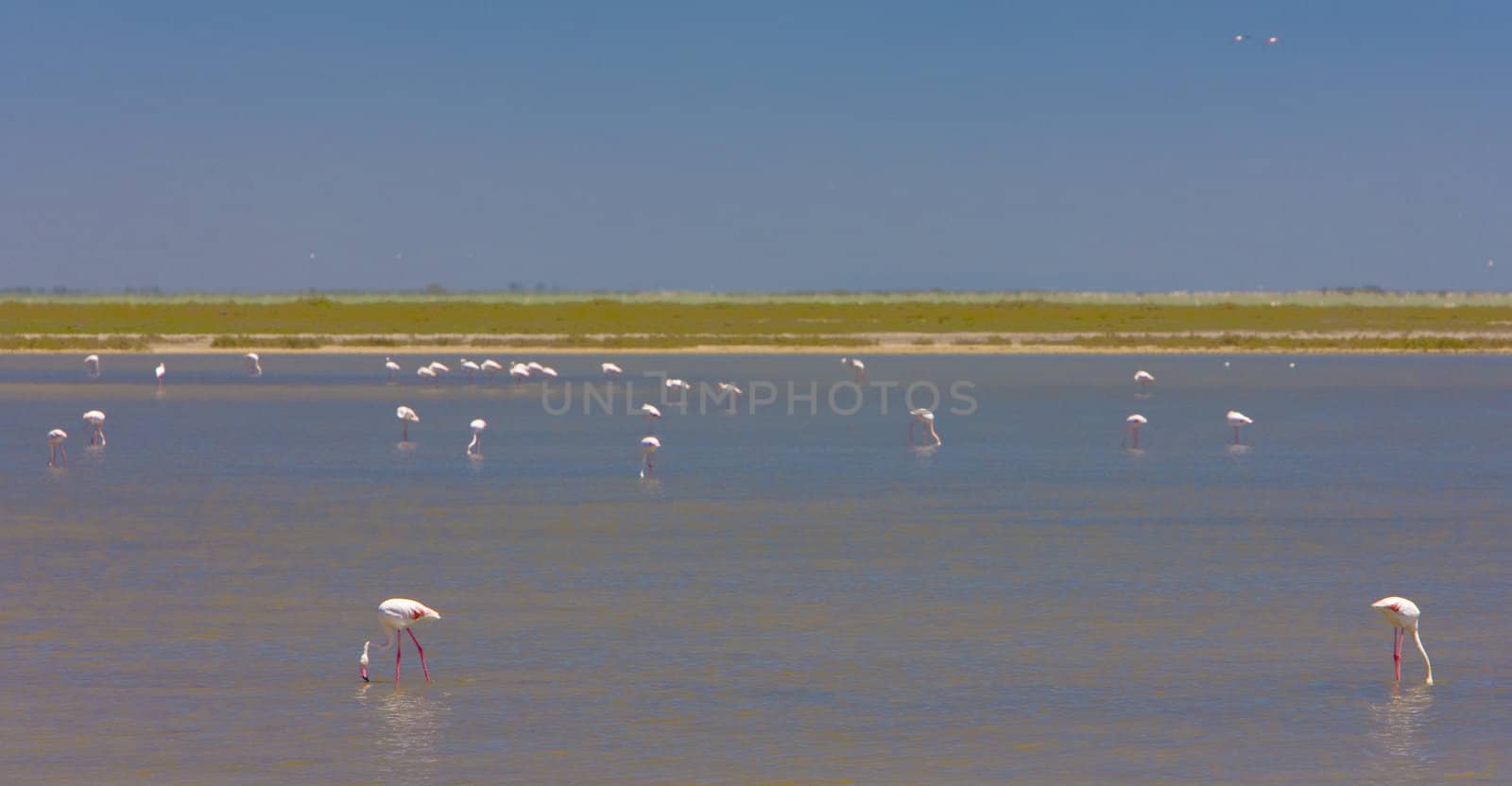 flamingos, Parc Regional de Camargue, Provence, France