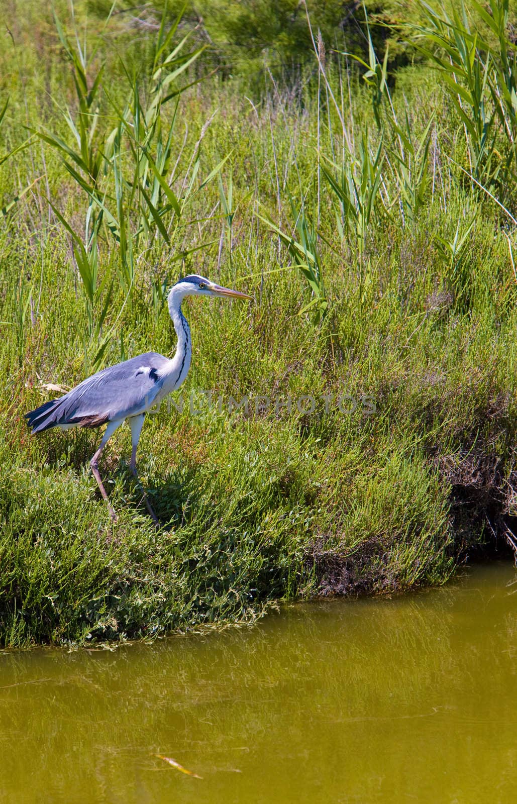 heron, Parc Regional de Camargue, Provence, France