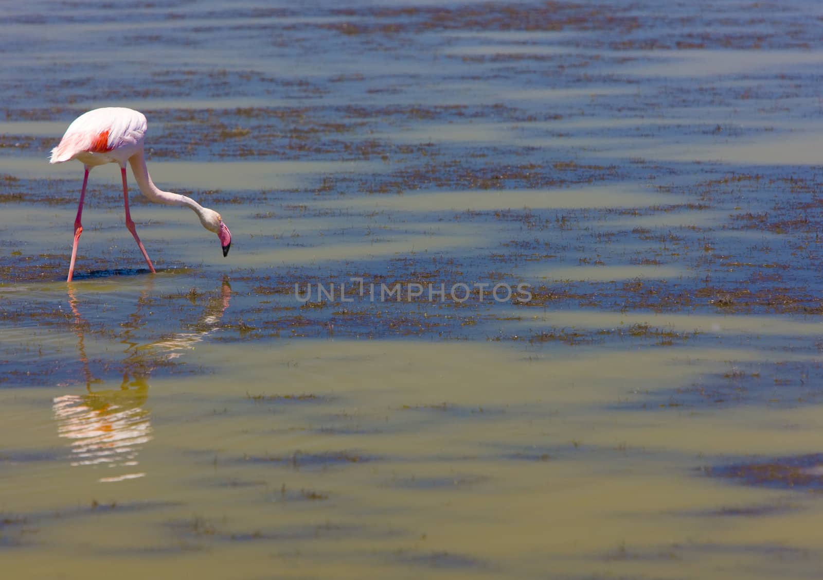 flamingo, Parc Regional de Camargue, Provence, France