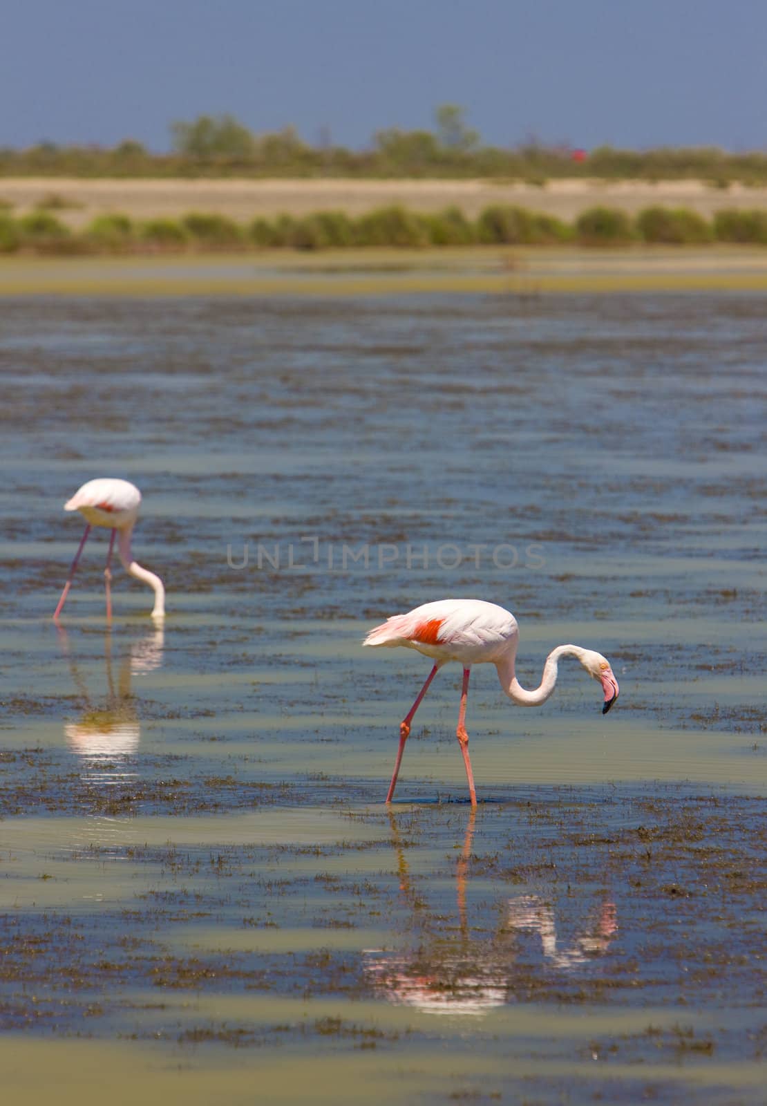 flamingos, Parc Regional de Camargue, Provence, France by phbcz