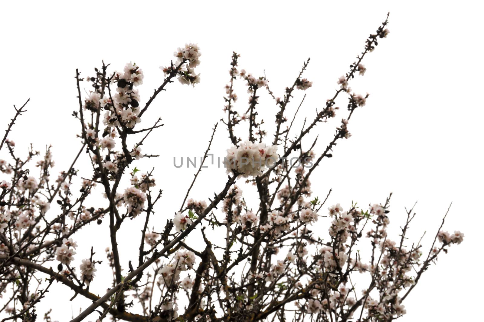 Almond tree branches covered with blooming flowers. Spring background.