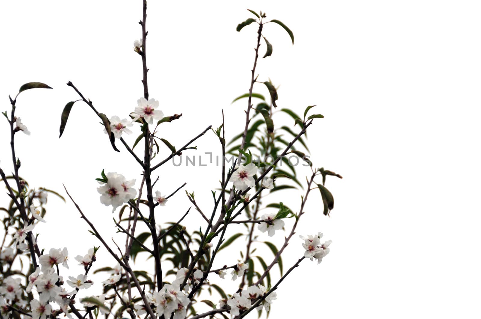 Blooming almond tree flowers on white background.
