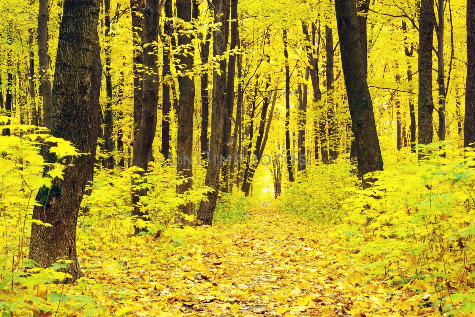 autumn forest by Pakhnyushchyy