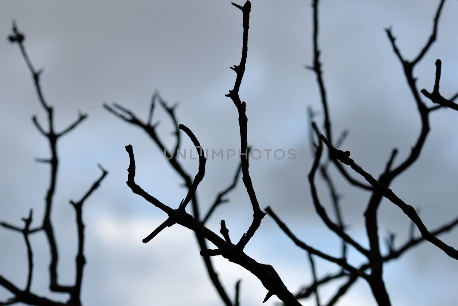 Tree branches silhouette against moody sky. Selective docus.