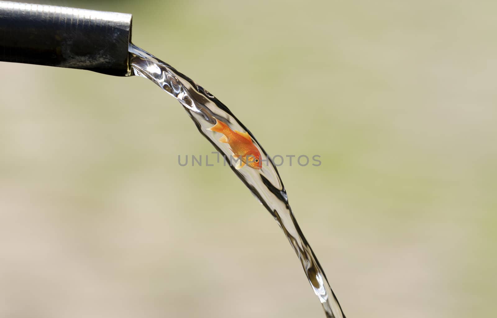 a goldfish in the water of a fountain