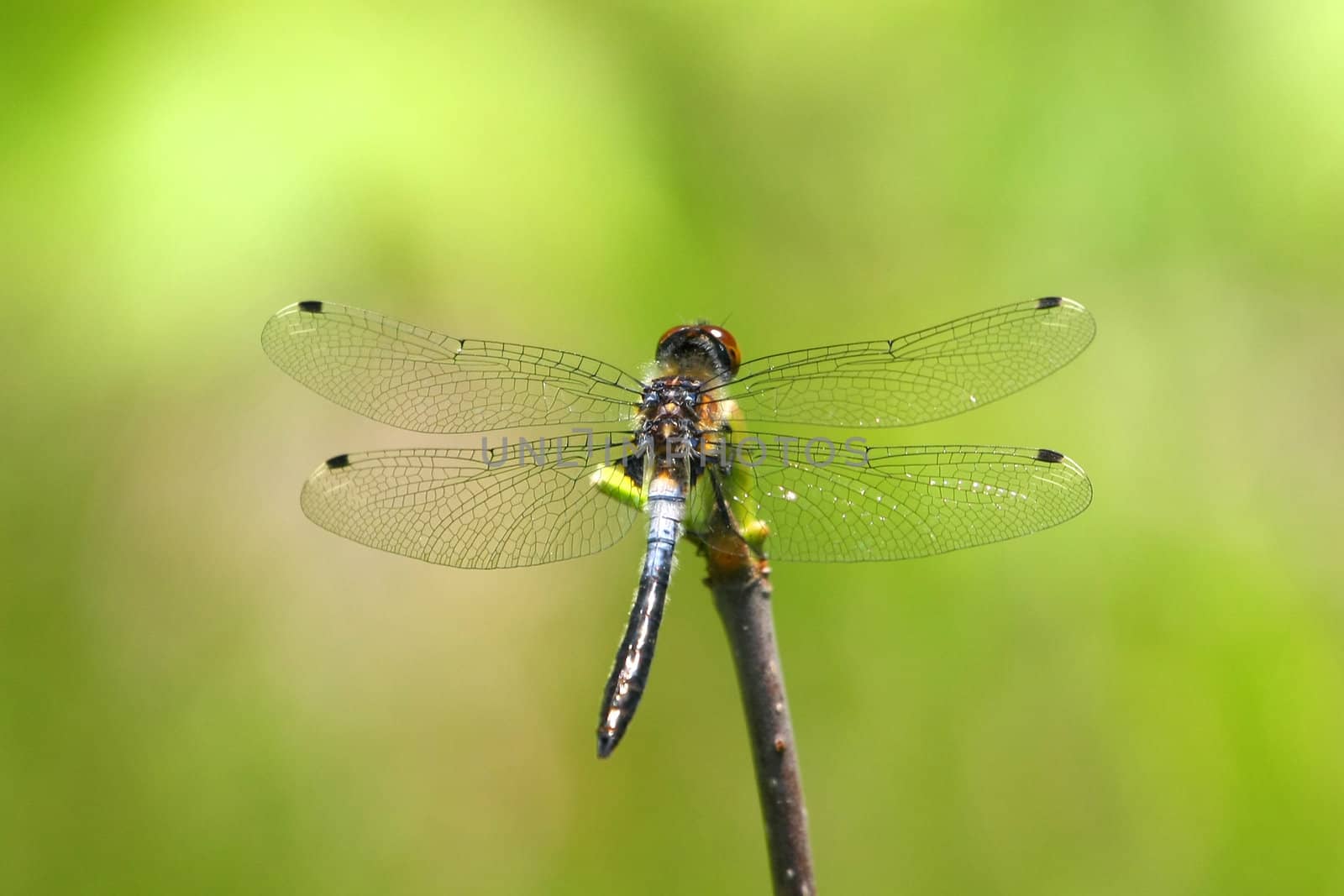 Chalk-fronted Corporal Dragonfly On End Of Branch