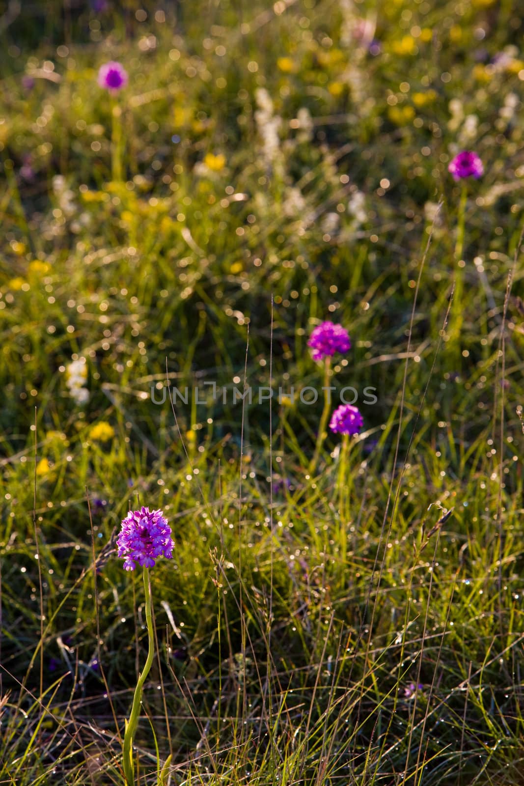 meadow in blossom, Aveyron D�partement, France