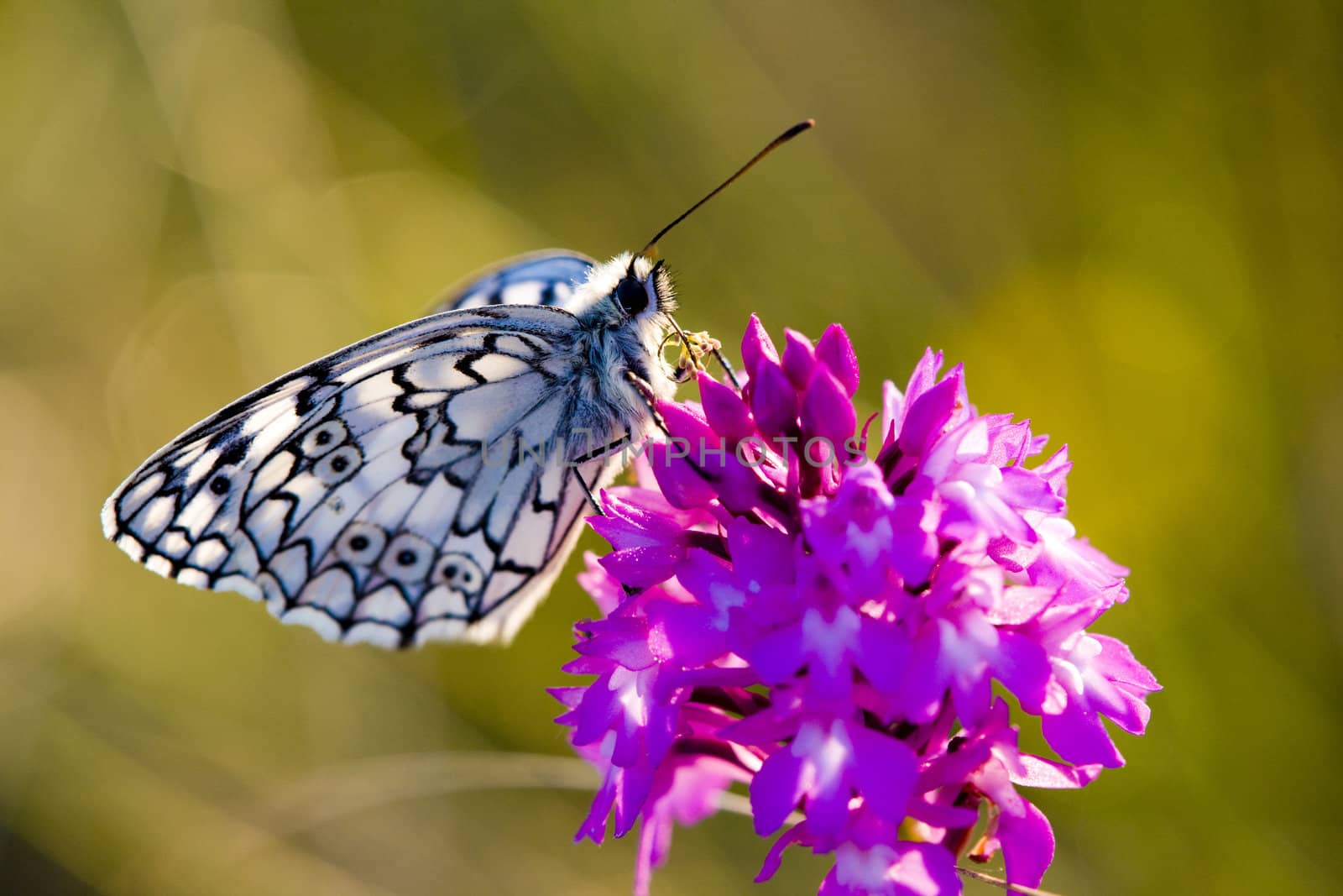 butterfly with flower, D�partement Aveyron, France