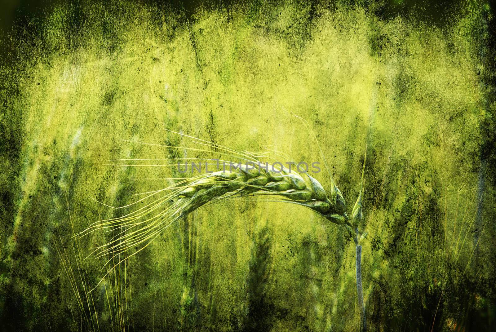 Close up shot of a green wheat field at spring