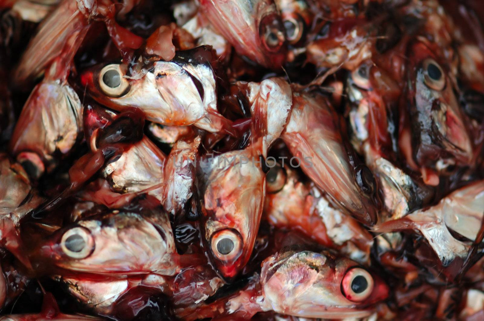 Pile of cut off fish heads. Abstract background.