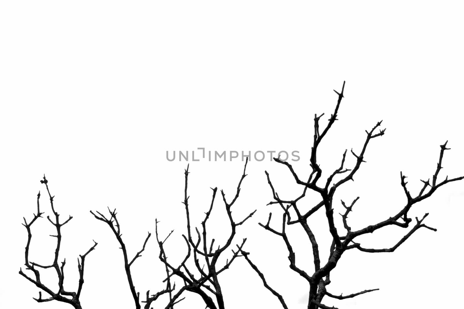 Leafless deciduous tree silhouette. Black and white.