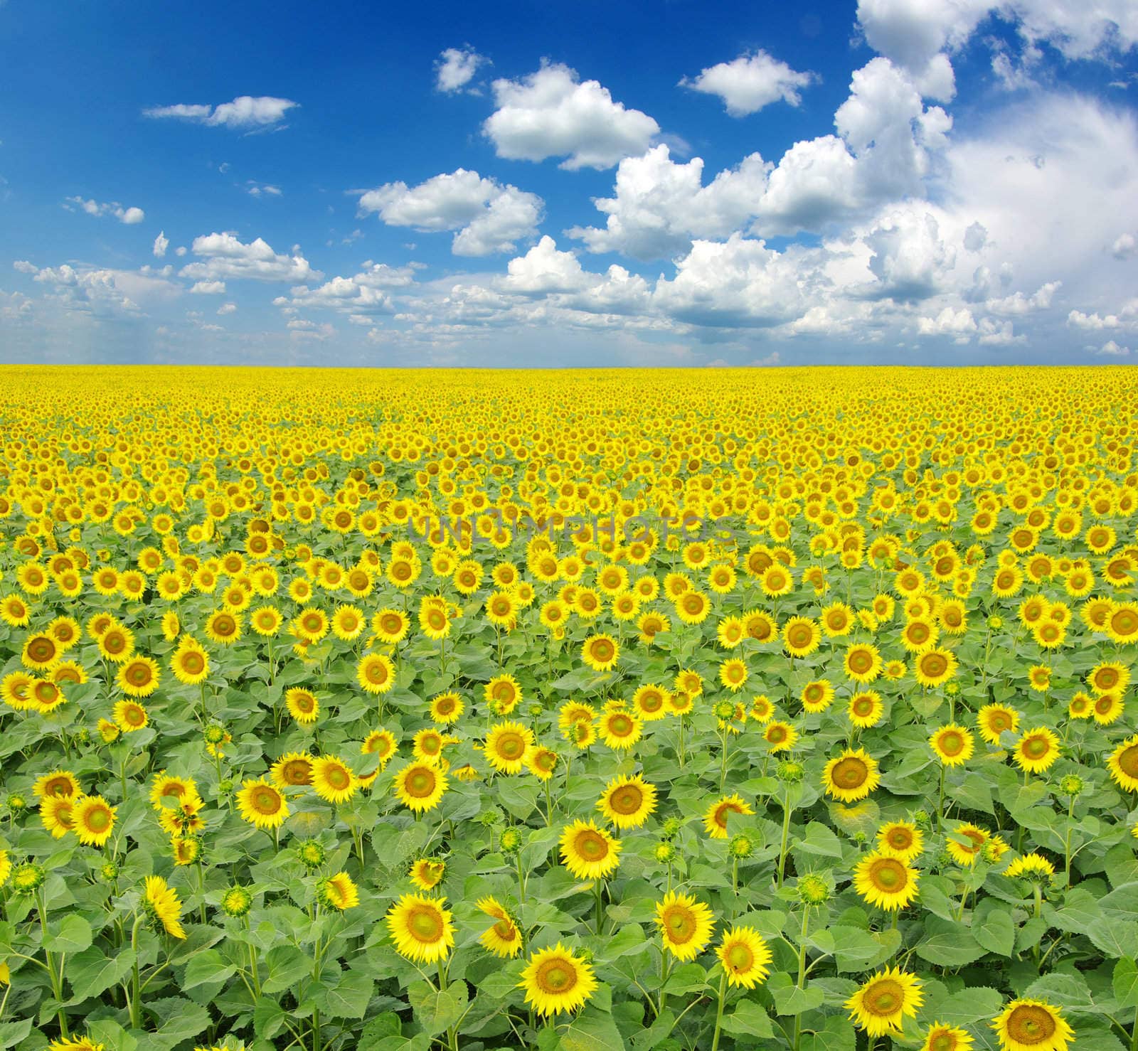 sunflower field over cloudy blue sky
